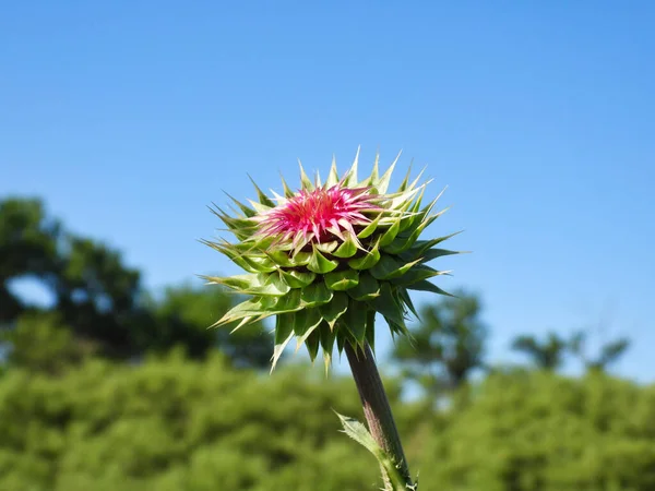Purple Pink Milk Thistle Flower with Starting to Bloom with Blue