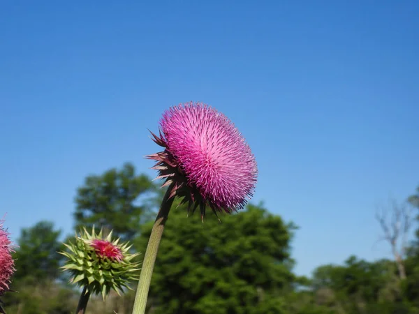 Purple Pink Milk Thistle Flower with a Clear Blue Sky in the Bac