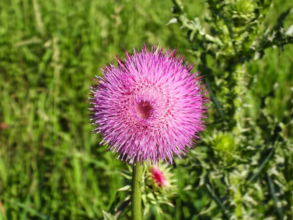 Purple Pink Milk Thistle Flower with in Mid-Bloom with Grass in