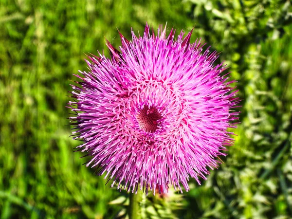 Purple Pink Milk Thistle Flower with in Mid-Bloom Closeup with G
