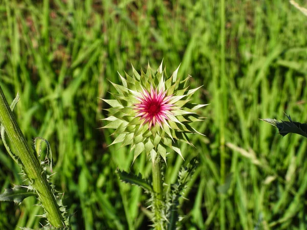 Purple Pink Milk Thistle Flower Starting Bloom Gras — Stock Photo, Image