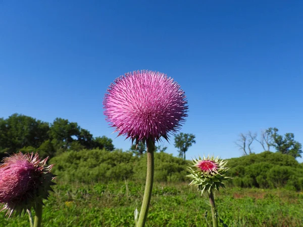 Field of Purple Pink Milk Thistle Flower with a Clear Blue Sky i