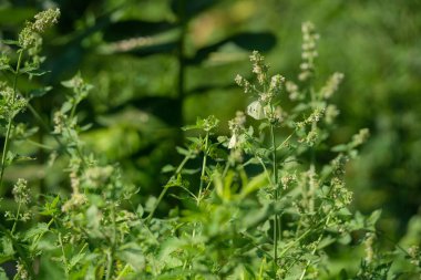 Küçük Beyaz Kelebekler Beyaz Çiçeklerin Üzerinde Oturur Yakın plan Ma