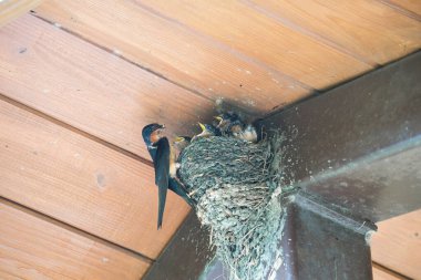 Barn Swallow yuvadaki birkaç bebeğe bir böcek besliyor.