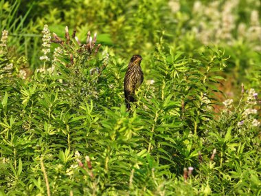 Dişi Karatavuk Yaban Çiçeği Kökleri ovaya tünemiş