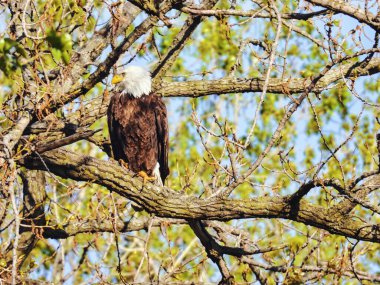Dala tünemiş Kel Kartal Yana bakıyor