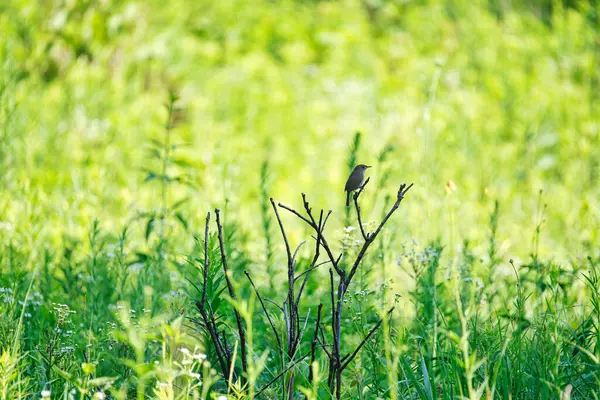 Wren Bird Est Assis Sur Une Branche Morte Bush Milieu — Photo