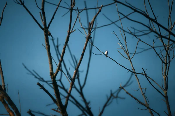 Juvenile Tree Swallow Alone Dead Tree — Stock Photo, Image