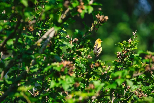 夏の日にシャロン ブッシュのバラのアメリカのGoldfinch鳥 — ストック写真