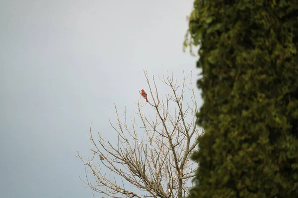 Norra Kardinal Man Uppflugen Hög Treetop Kalla För Hans — Stockfoto