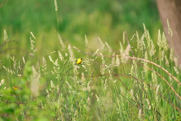 Chardonneret Amérique Perché Sur Tige Fleurs Sauvages Dans Une Prairie — Photo