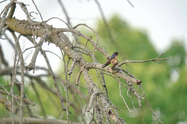 Celeiro Engolir Pássaro Empoleirado Ramo Árvore Morta — Fotografia de Stock