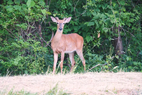 森の端に立つ若いオス鹿 — ストック写真