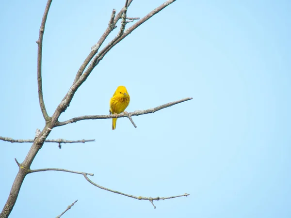 枯れ木の上に黄色のウォーブラー — ストック写真