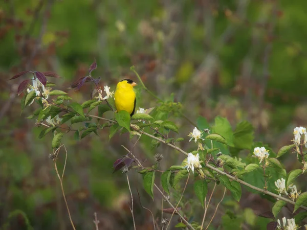 アメリカン ゴールドフィンチ鳥オスは長い野生の花の枝に腰掛けて — ストック写真