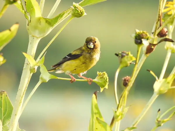 American Goldfinch Bird Empoleirado Uma Haste Flor Silvestre Com Piec — Fotografia de Stock