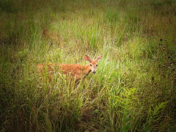 Baby Deer Fawn Wysokiej Trawie Letni Dzień — Zdjęcie stockowe