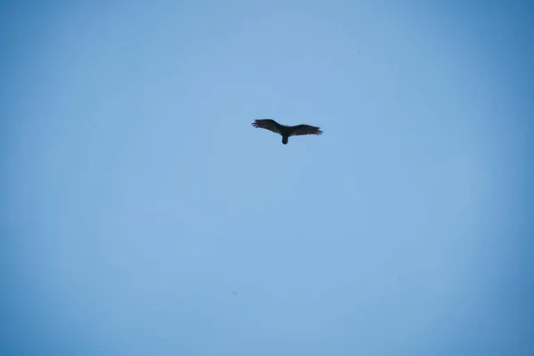 Avvoltoio Volo Vola Attraverso Cielo Blu Chiaro — Foto Stock