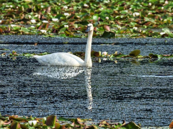 Trompetista Swan Nadando Través Lilly Pad Cubierto Agua — Foto de Stock