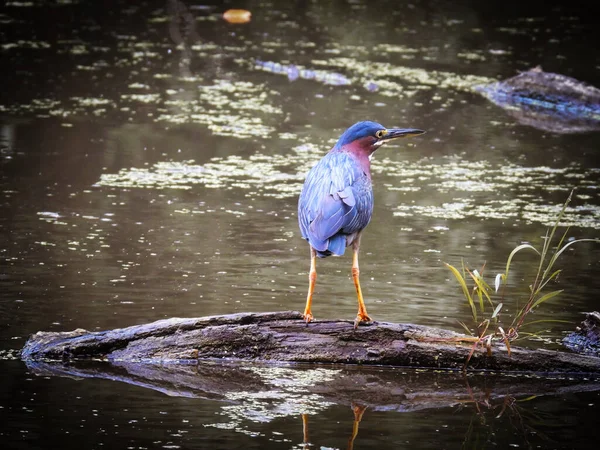 Πράσινο Πουλί Heron Στέκεται Ένα Fallen Log Pond — Φωτογραφία Αρχείου