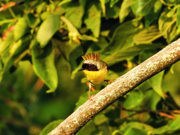 常见的黄喉鸟栖息在稀疏的树枝上 — 图库照片