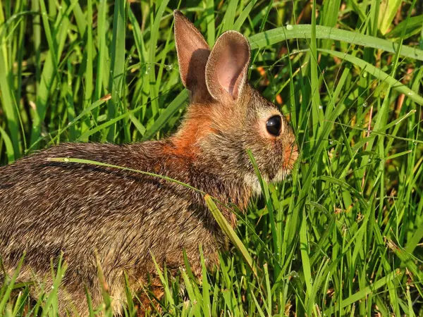 草の中の夕方の太陽の野生のウサギ — ストック写真