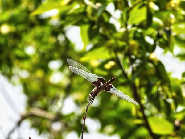 Dragonfly Uppflugen Änden Gren Med Flora Bakgrunden — Stockfoto