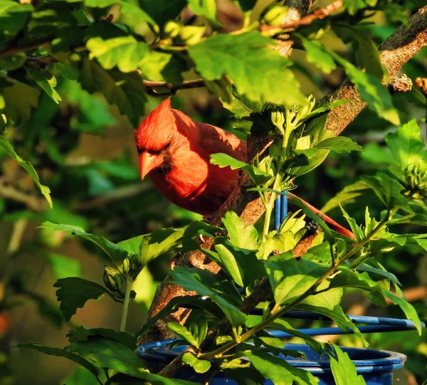 Kuzey Kardinal Erkek Ağaç Dalından Aşağı Bakıyor — Stok fotoğraf