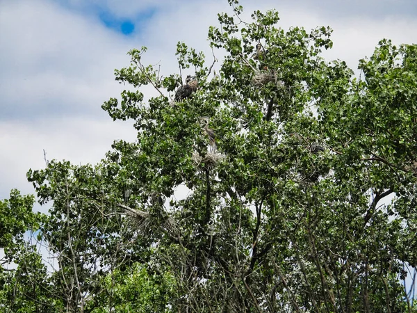 Blue Heron Rookery Treetop Filled Nests — 스톡 사진