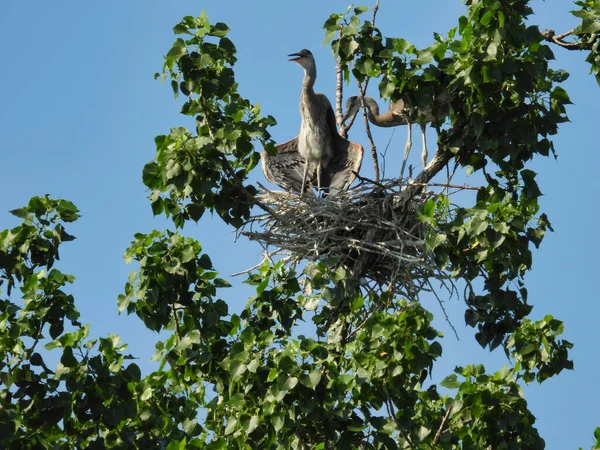 彼らの仲間と一緒に巣の中でブルーハーロンサンニング自体 — ストック写真