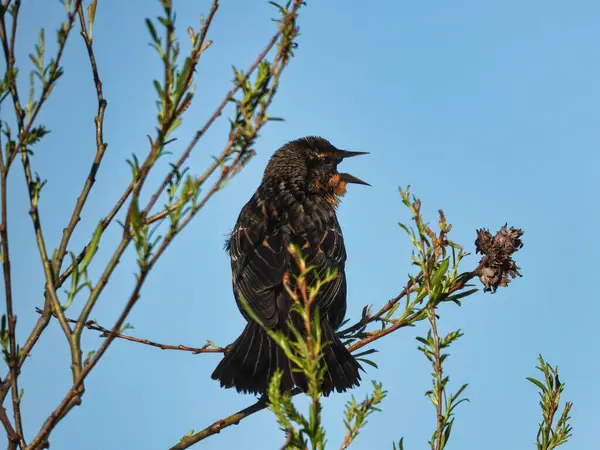 Kvinnlig Blackbird Uppflugen Gren Ropar Sin Kompis — Stockfoto