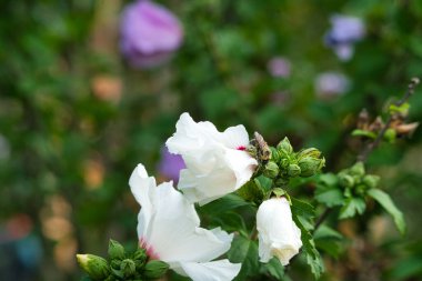 Marangoz Arı, Sharon Hibiscus 'un yaz güneşinde açtığı gülün yanında polenle kaplandı.