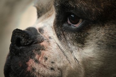 Amerikan Bulldog 'unun Makro' sunu Kapat Beyaz ve Üzgün Gözlü Brindle Surat