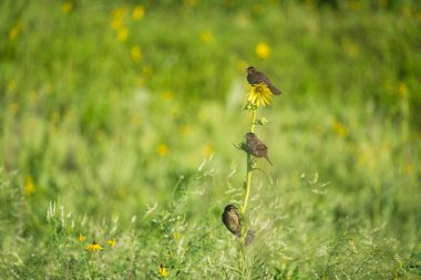 Karatavuk Dişileri Yaz 'da ovada bir pusula fabrikasına (Silphium laciniatum) tünediler