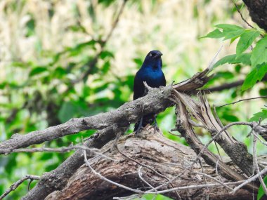 Ortak Grackle Yazın Ölü Bir Dala Tünedi