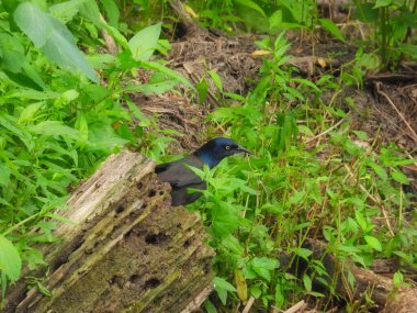 Yazın Ağızlarında Böcekle Yeşil Yeşiller Arasında Sürünen Yaygın Grackle