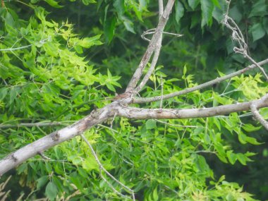 Şarkı Serçesi Çıplak Ağaç dalına tünemiş Yazın Arkaplanda Yeşil Yeşillik