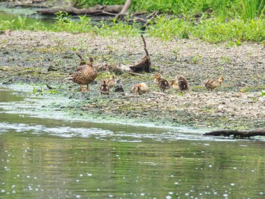Mallard Duck ve Ördekler Yazın Nehir Kıyısında