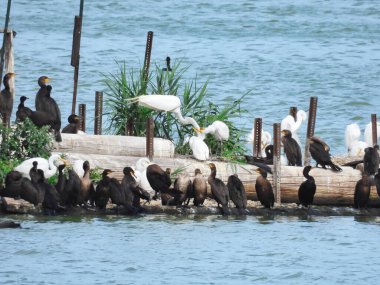 Egrets Feed Babies on the Bottom of a Man Made Rookery in Late Spring