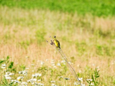 Amerikan ispinozu dişi kuş sabahın erken saatlerinde çayıra tünedi.