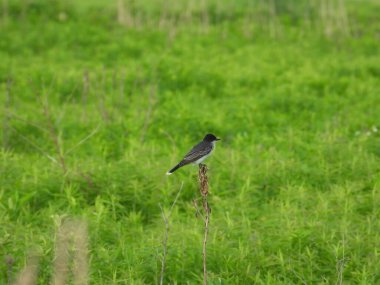 Doğu Kingbird Yazın çayırdaki kır çiçeğinin köküne tünedi