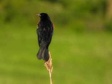 Kırmızı Kanatlı Karatavuk Erkek Yazın Yaban Çiçeği Kökü 'ne tünedi