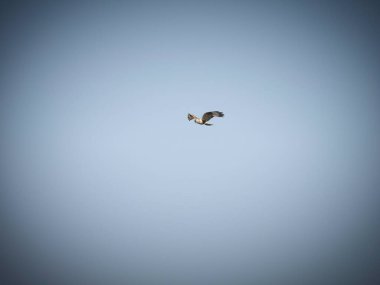 Kuzey Harrier Kasım 'da Parlak Mavi Gökyüzünde Yükseliyor