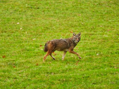 Yazın bozkırda yürüyen bir çakal.