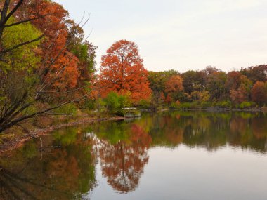Beautiful Orange Fall Foliage of a Tree Reflected in the Lake in October