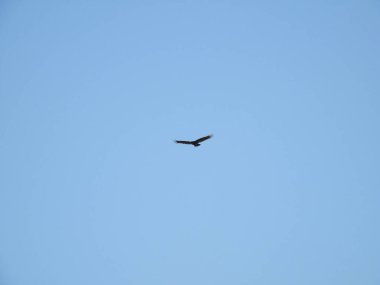 Yazın açık mavi gökyüzünde süzülen bir Akbaba
