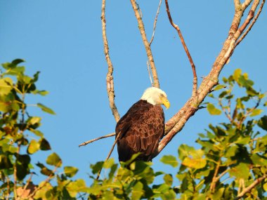 Amerikan Kel Kartalı Sabahın erken saatlerinde Ölü Bir Ağaca Tünedi