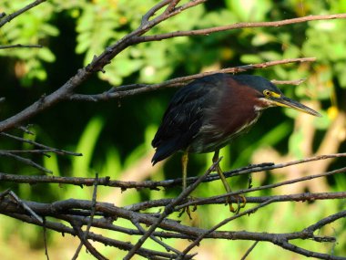 Güneşli bir günde Ağaç Dalına tünemiş Yeşil Balıkçıl