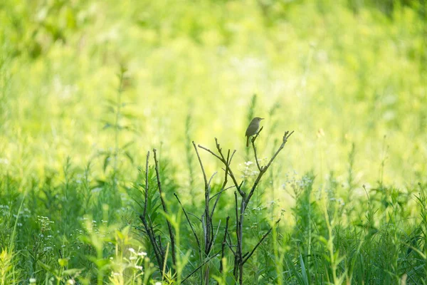 Wren Kuşu Yazın Bir Çayırda Bir Dala Tünedi — Stok fotoğraf