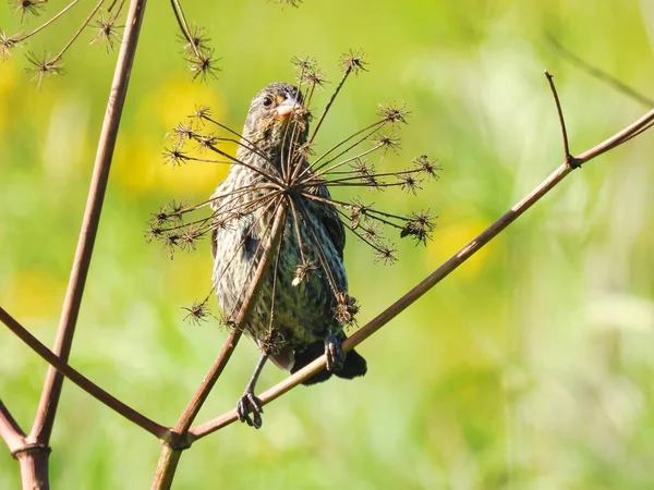Θηλυκό Blackbird Σκαρφαλωμένο Στο Πόδι Πίσω Από Γαρίδες Αγριολούλουδα Στα — Φωτογραφία Αρχείου